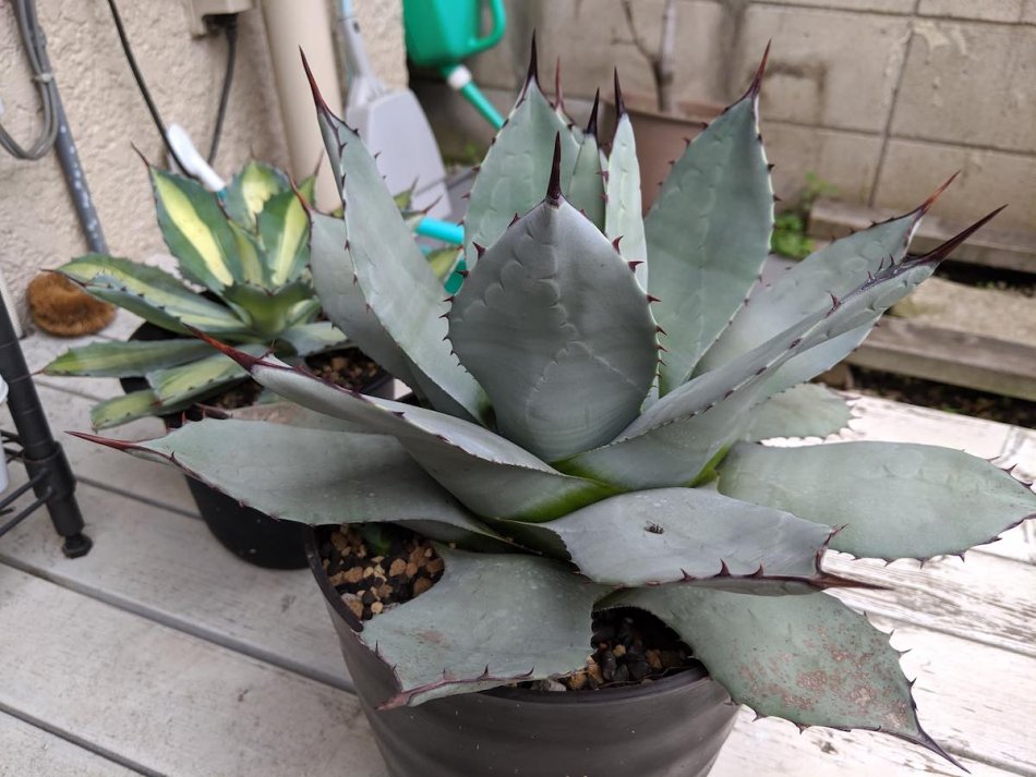 アガベ・吉祥天（Agave parryi）の紹介・育て方 – ゆるぷ