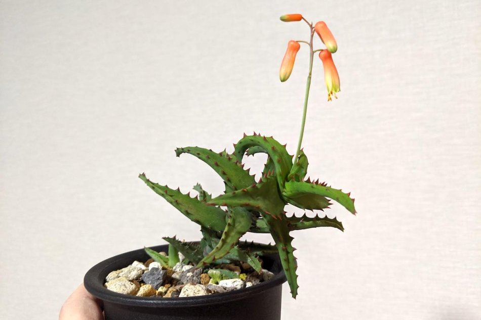 アロエ・カスティロニアエ（Aloe castilloniae）の育て方、成長記録 