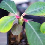 ユーフォルビア・ビグエリー(Euphorbia