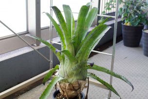 hohenbergia-vestita-01