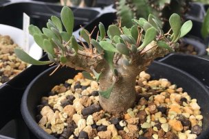 othonna-euphorbioides-16