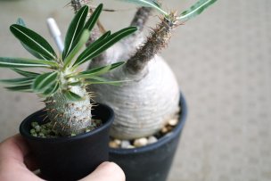 pachypodium-cold-resistance-01