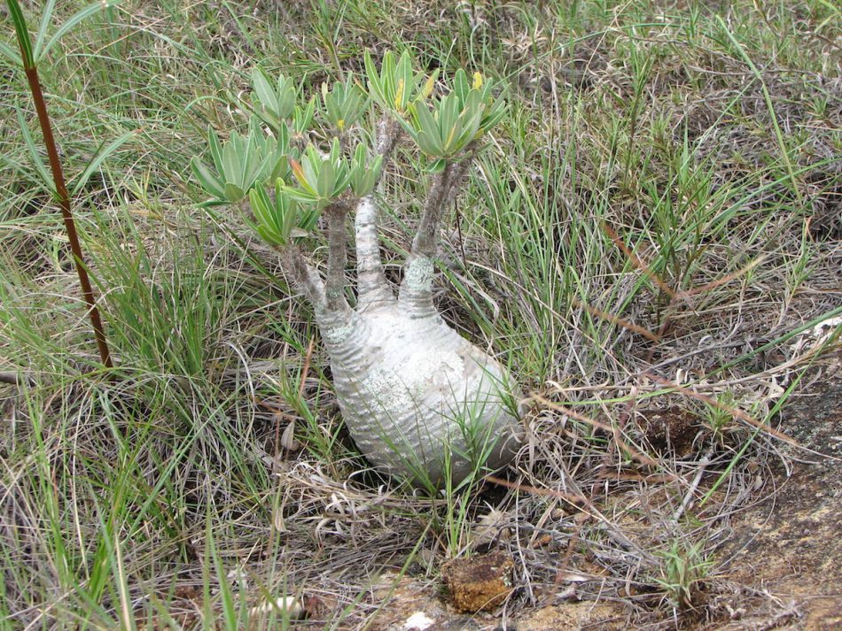 パキポディウムグラキリス 現地球 インテリア小物 植物/観葉植物