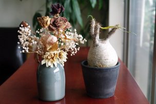 succulent-winter-flower-01