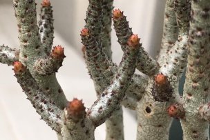 tylecodon-buchholzianus-transplant-01