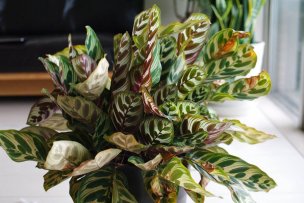 calathea-makoyana-00