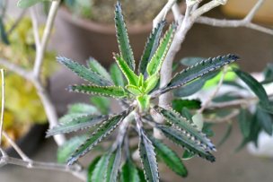 kalanchoe-fushicho-01