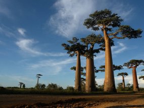 madagascar-plants-01