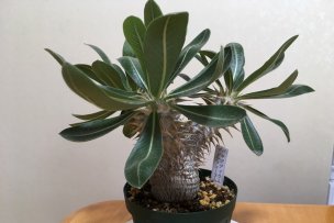 pachypodium-densiflorum-17