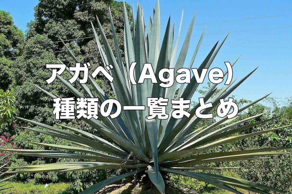 agave-list