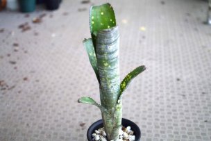 billbergia-bunniss-factor-03