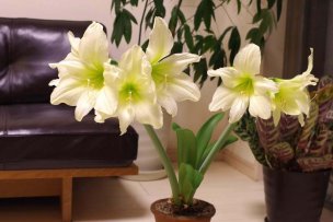 magic-amaryllis-07