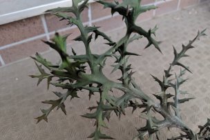 euphorbia-stenoclada-01