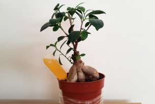 ficus-microcarpa-01