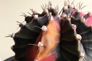 gymnocalycium-sick-color-01