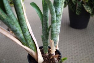 quesnelia-marmorata-05