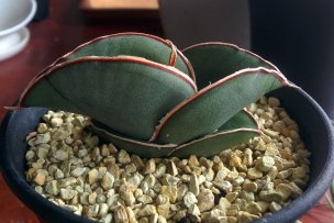 sansevieria-ehrenbergii-banana-01