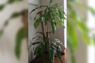 Dracaena-fragrans_01