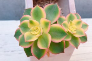 aeonium-sunburst-01