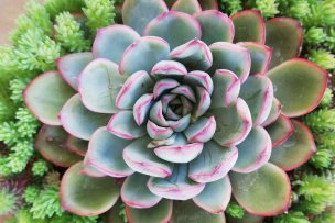 echeveria-pulidonis-01