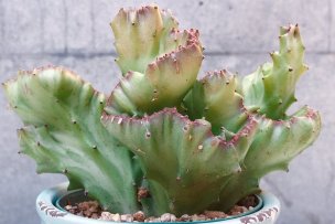ユーフォルビア・ラクテア クリスタータ