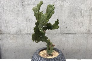 euphorbia-oncoclada-crist-01