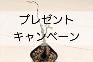 present-campaign-no2-03