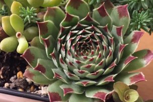 sempervivum-carcarea-01