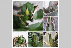 agave-kuikomi-00
