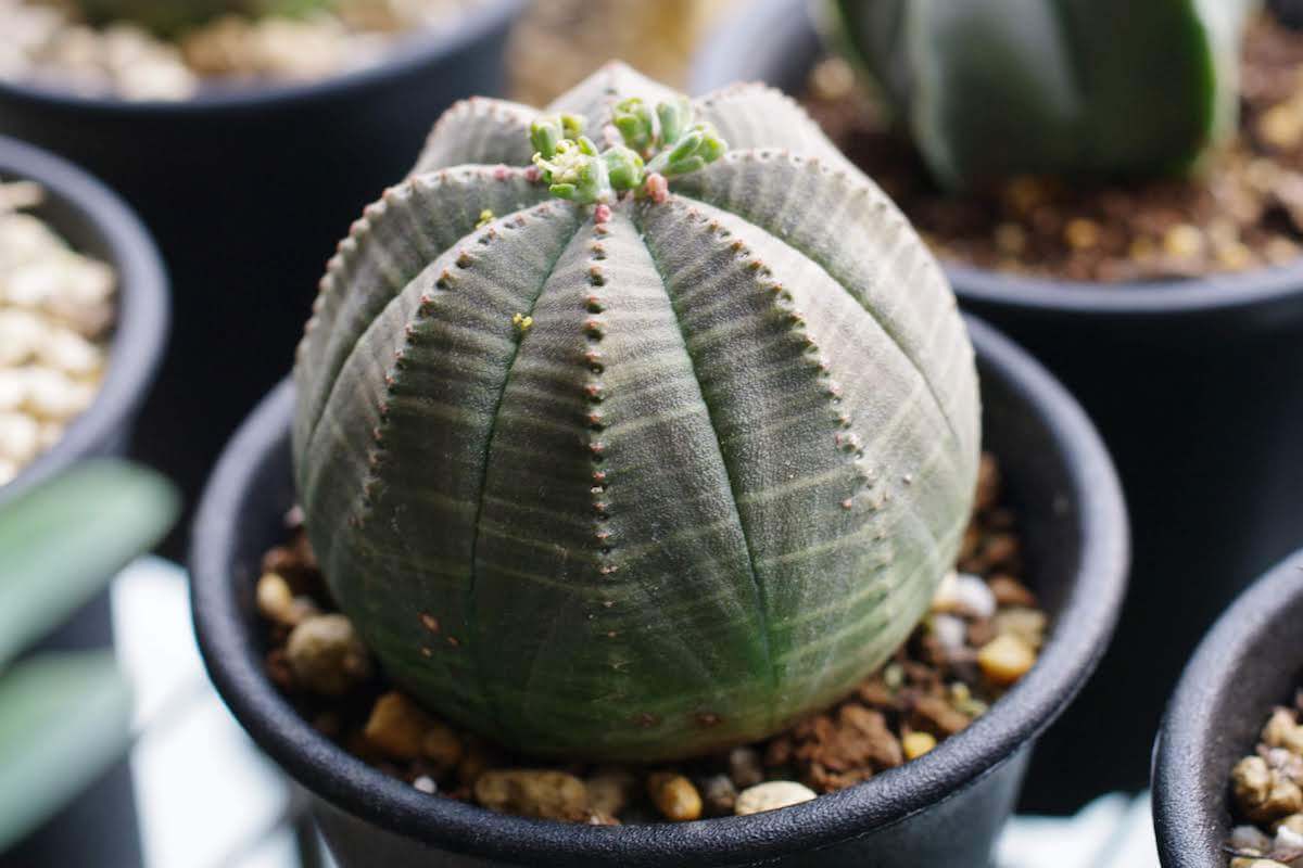 ユーフォルビア・オベサ（Euphorbia obesa）の紹介・育て方 – ゆるぷ