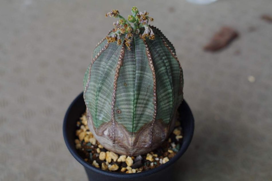 ユーフォルビア オベサ Euphorbia Obesa の紹介 育て方 ゆるぷ