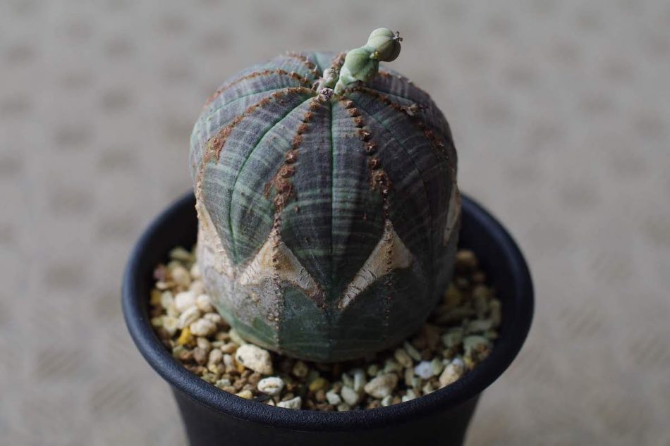 ユーフォルビア・オベサ（Euphorbia obesa）の紹介・育て方 – ゆるぷ