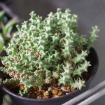 ユーフォルビア・プラニセプス（Euphorbia