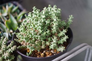 euphorbia-planiceps-01