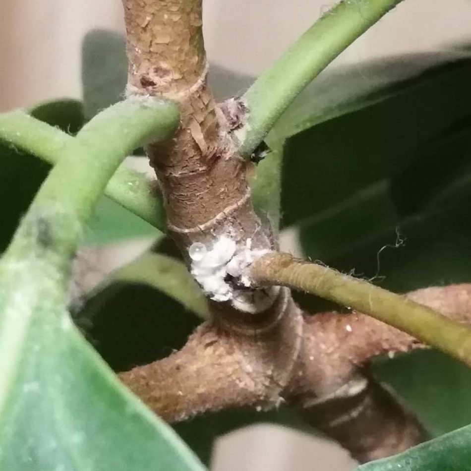 フランスゴムの木についた害虫（コナカイガラムシ）