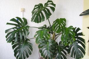 monstera-deliciosa-02