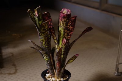 night-photo-plants-04