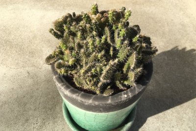 opuntia-lanceolata-cristata-01