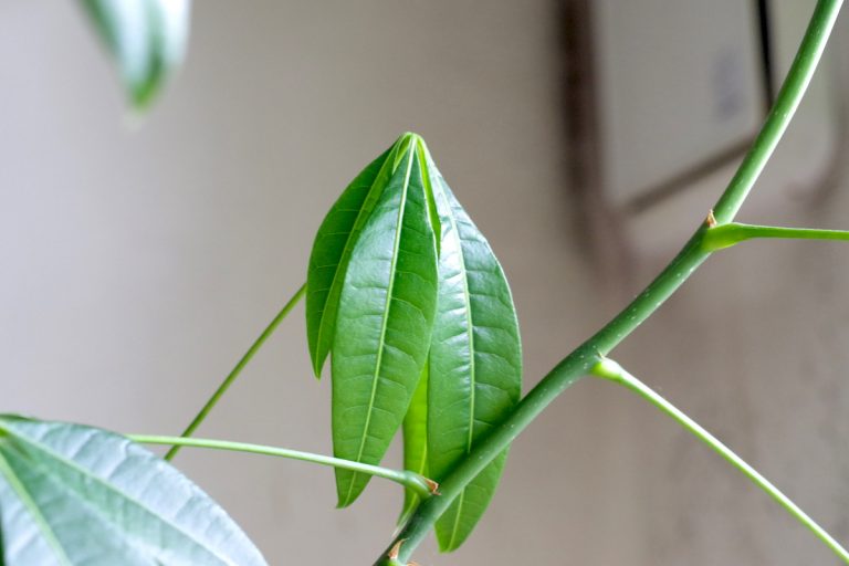 パキラの育て方、剪定から植え替えまで ゆるぷ