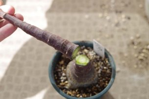 adenia-glauca-cutting-01