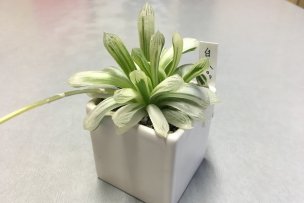 ハオルチア・白水晶