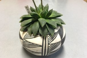 haworthia-hatsuyumedono-01
