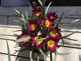 ミニチューリップ・ペルシアンパールの開花画像