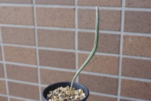 ウィルコキア・銀紐の画像