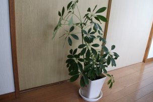 Schefflera-tips-01