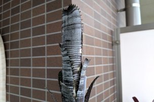 billbergia-vittata-domingos-martins-01
