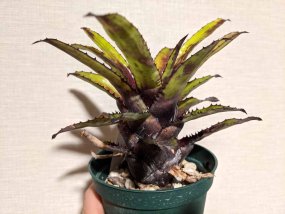canistrum-triangulare-dark-clone-04