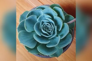 echeveria-imbricata-02-2