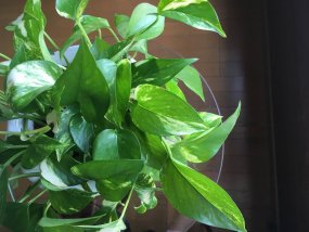 epipremnum-aureum-3tips-03
