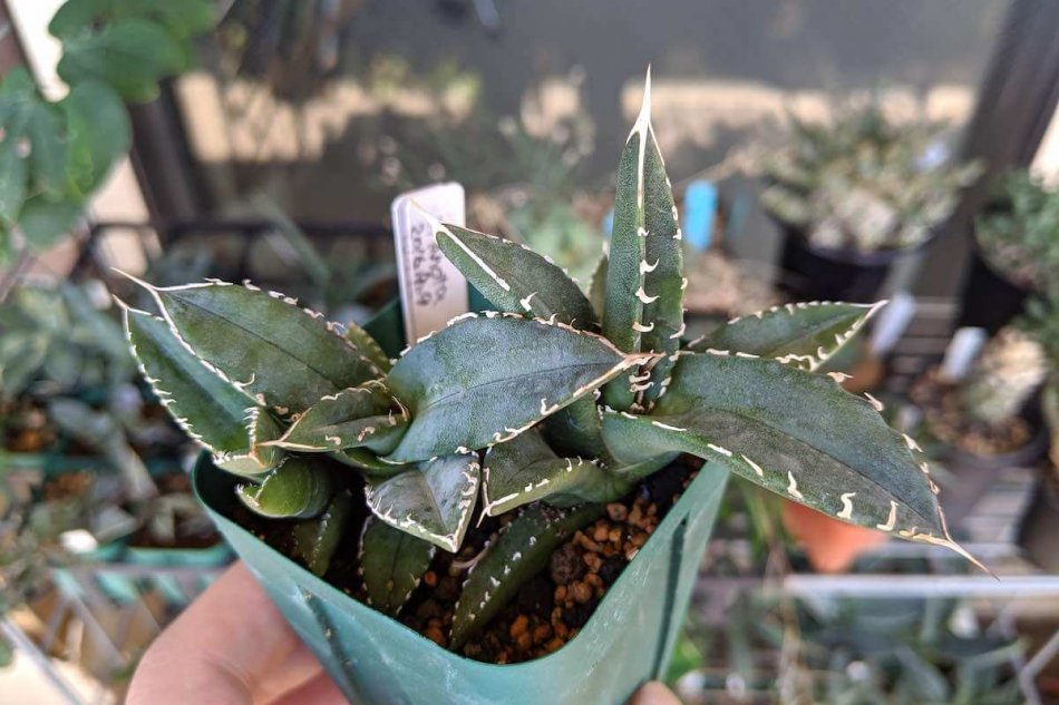 クリアランス卸売り 【AGAVE TITANOTA DWARF実生】アガベ チタノタ